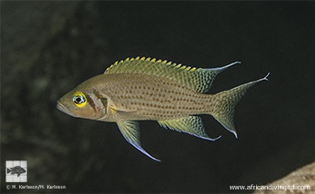 Neolamprologus pulcher 'Polombwe Bay'